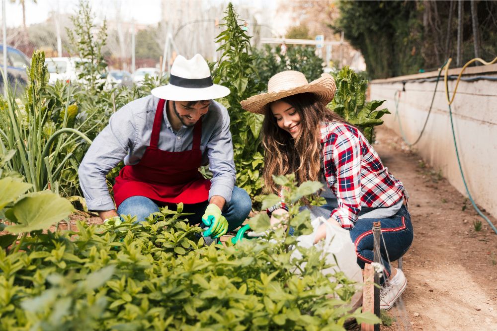 Descubre cómo crear un huerto en casa y disfruta de los beneficios de cultivar tus propias verduras y plantas.