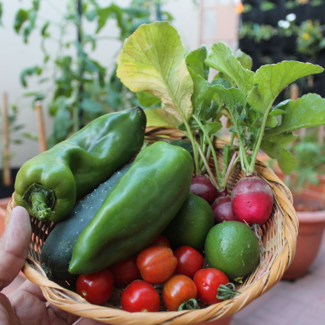 Si es tu primera vez, es recomendable comenzar con plantas fáciles de cultivar como tomates, lechugas, perejil o albahaca.