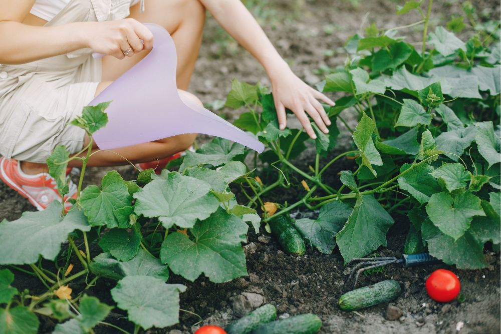 Es importante elegir cultivos que crezcan rápidamente en tu huerto en casa para que puedas disfrutar de los resultados en poco tiempo.