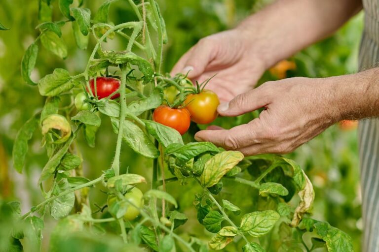 Principales plagas del Tomate y sus formas de control
