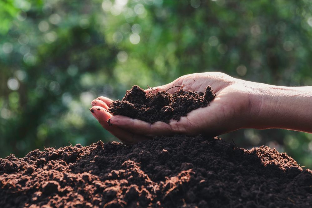 fertilizantes organicos en el huerto